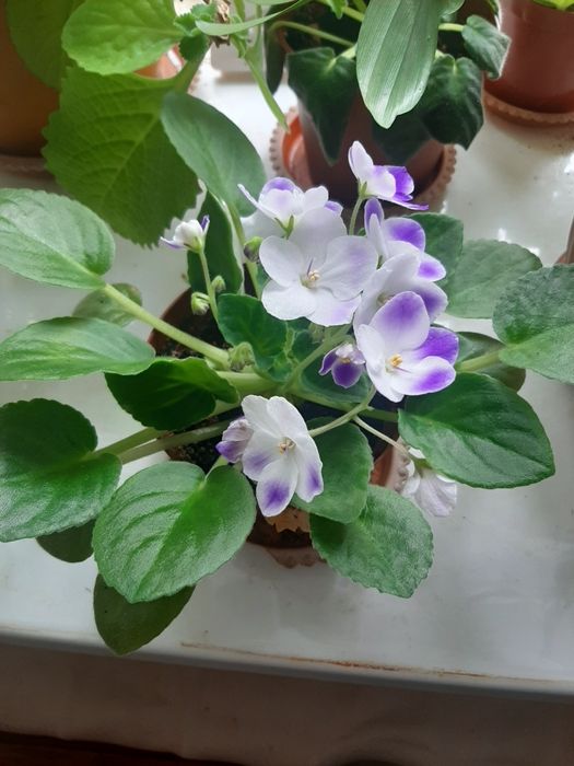 Продам отростки Фиалки