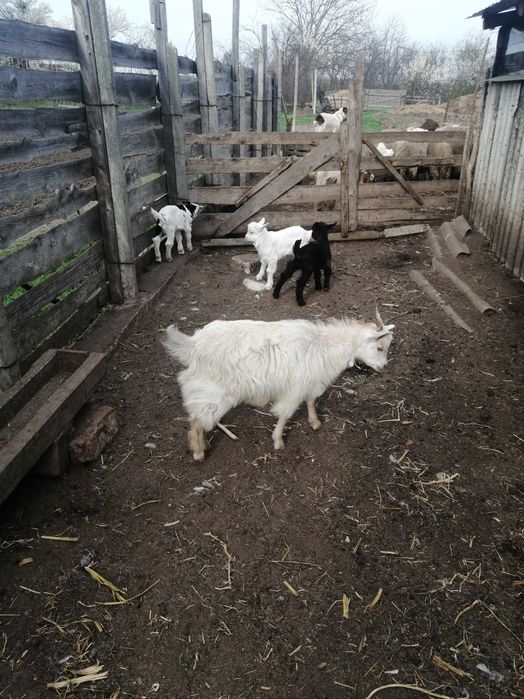 10 Capre cu lapte și 6 iede. 0738 doi unu șapte șase patru trei