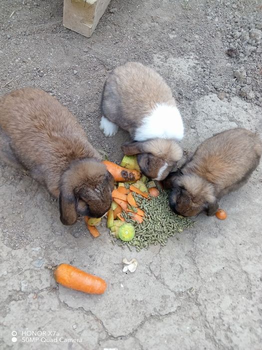 Toza zotli karlik quyon onasi va bolalari sotiladi