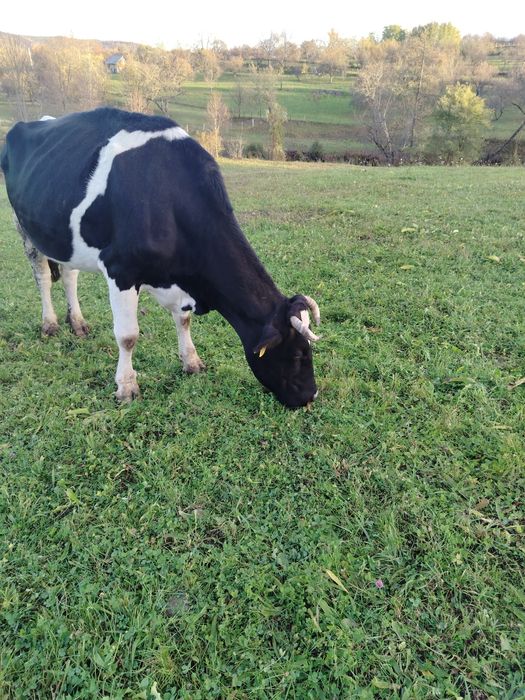 Vaca de vanzare.