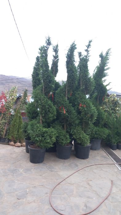 Tuia smarald dimensiuni Mari 2.30 3.00m oferim transport gratuit