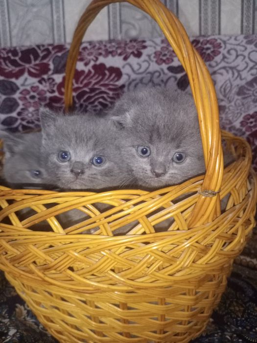 Котята Скоттиш Страйт чистокровные