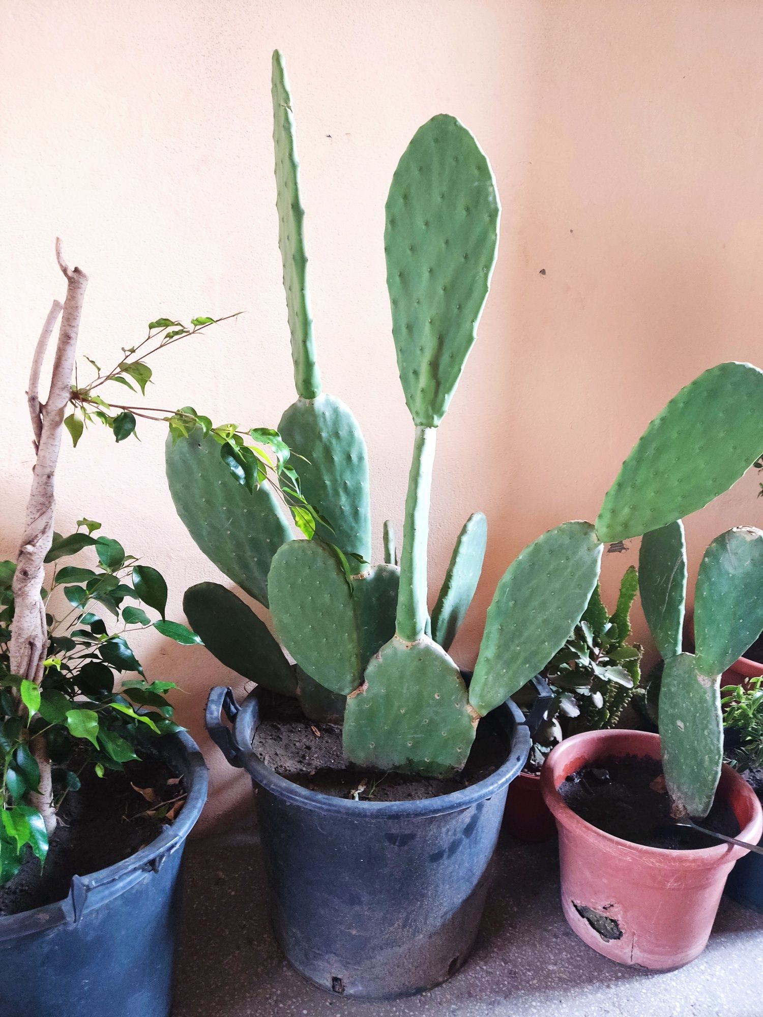 Vând cactus -Opuntia ficus-indica
