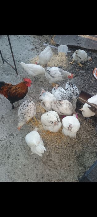 Desfintare crescătorie raseAustrolop, Marans,Bress, Araucana , Wiandot