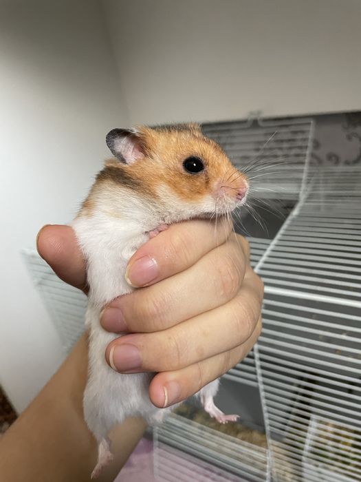 2 хомяка, мальчики, клетки и шарики все вместе