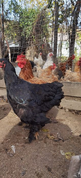 Familie de găini 7+1