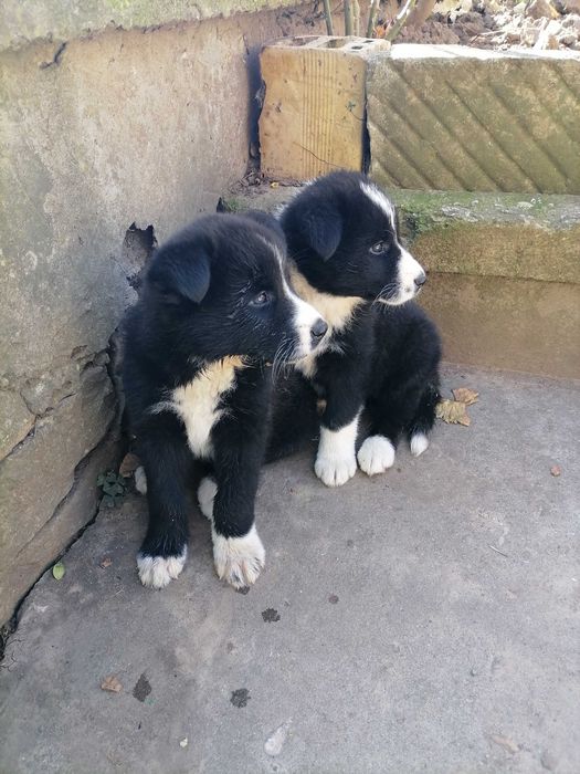 Бордър коли кученца