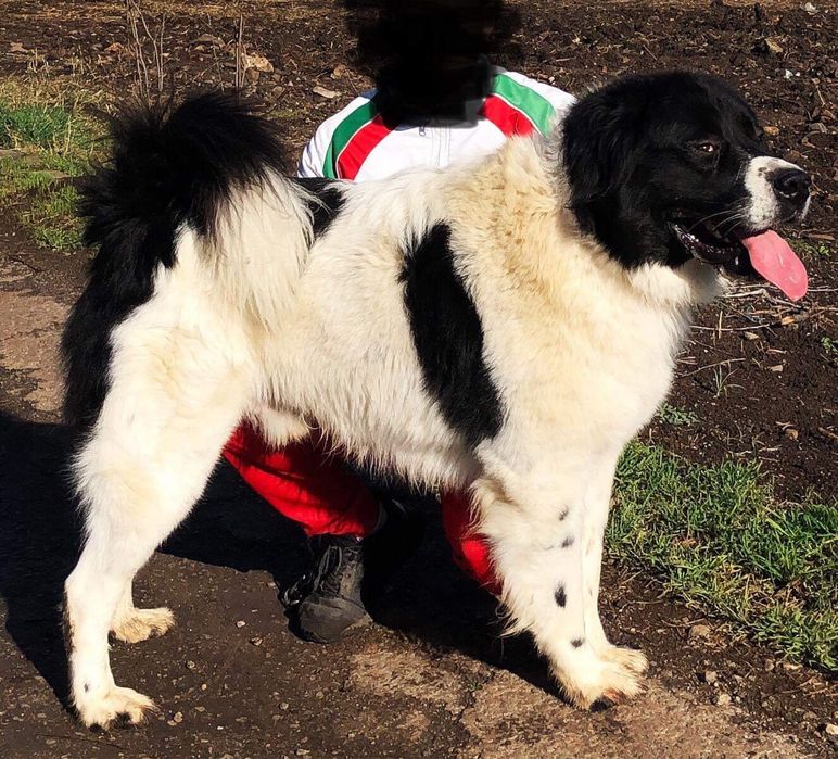 Българско Овчарско куче