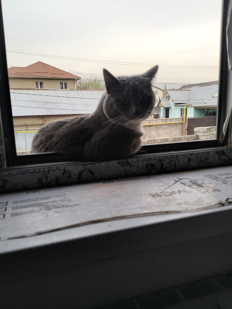 Вязка,кот,бесплатно умный,добрый1,год британец