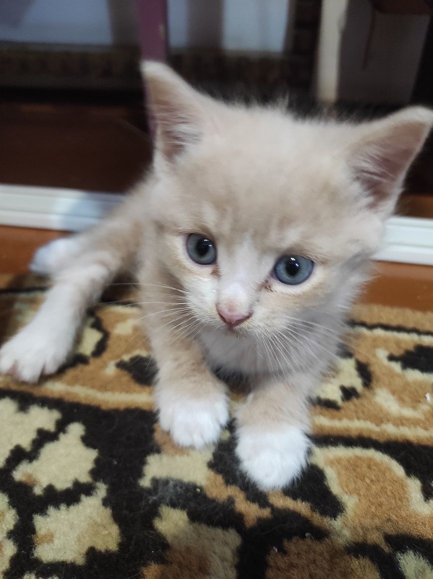 Котята очень игривые