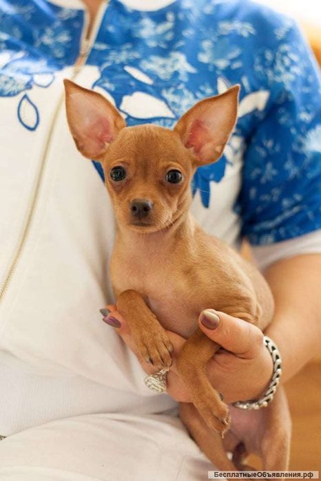 Продается мини тойтерьер мальчик