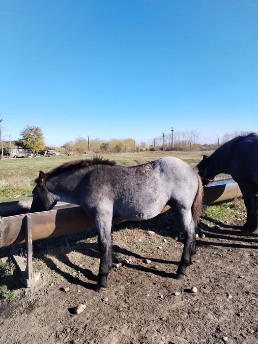 Vând mânză de 4 luni