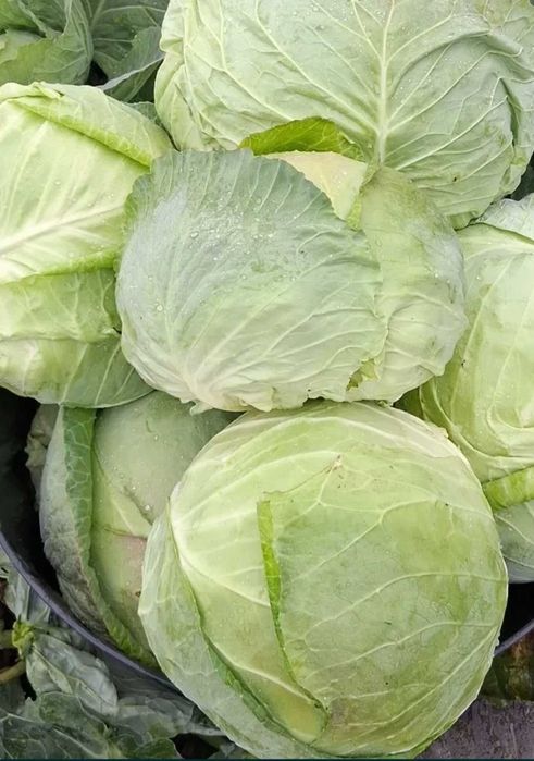 Vând varză de Buzau