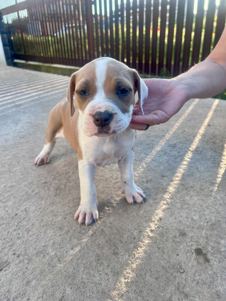 Amstaf Staffordshire Terrier