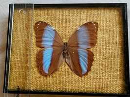 Пеперуда в рамка Morpho helenor