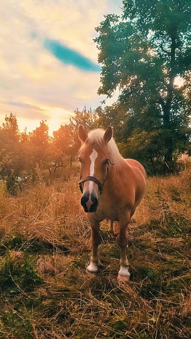 De vânzare cal de 5 ani