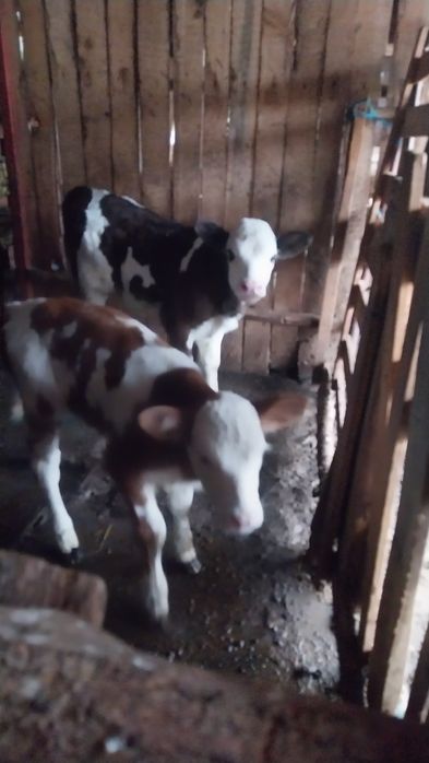 Viței de fătare bună