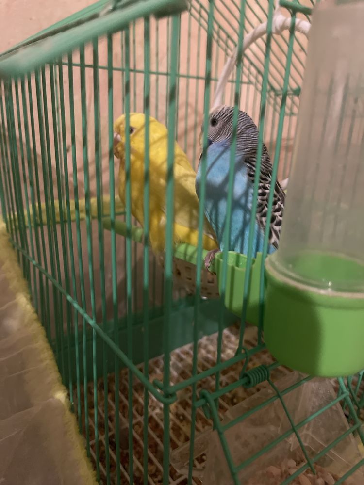 Продавам 5 папагала