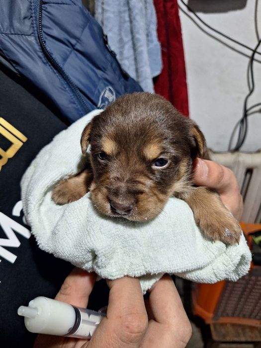 Щенок маленький девочка