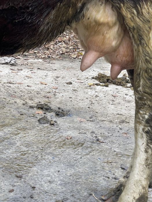 Vaca tanara gestanta