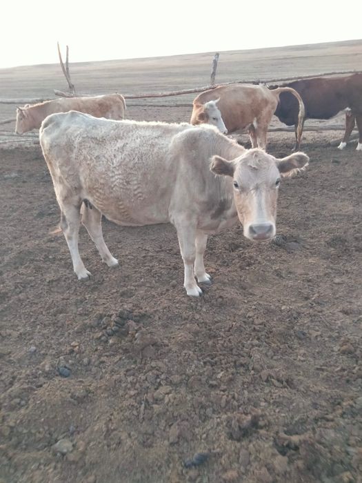 Продам корову 4 годовалая