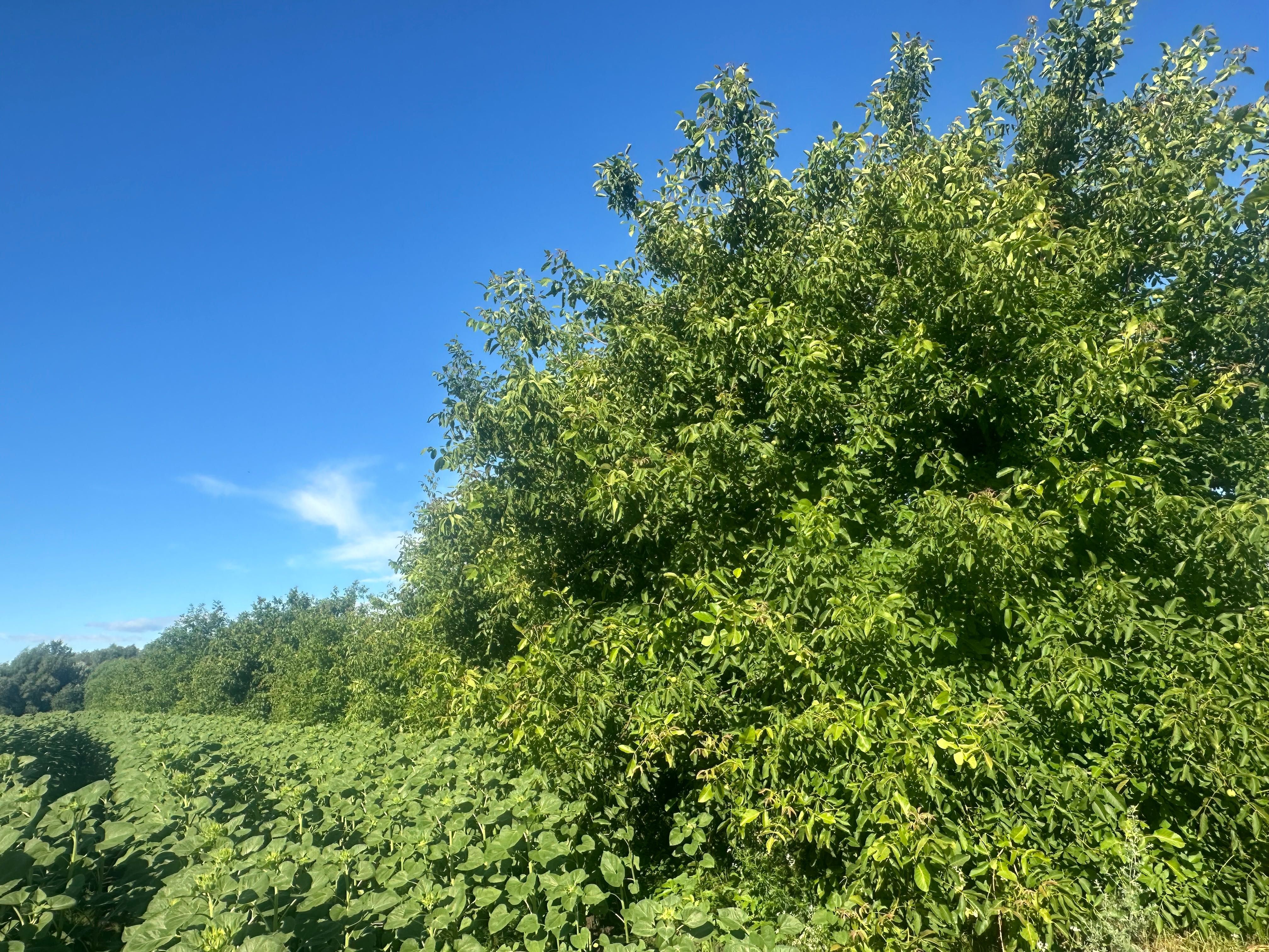 Vand livada de 450 de nuci pe rod anul 9 de la plantare