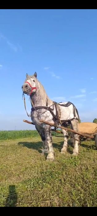 Cai pentru monta și tractiune și padure