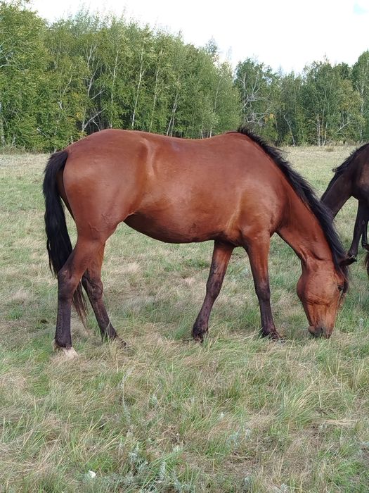 Продам кабылу жеребую 9 лет