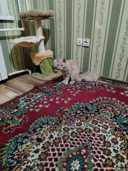 Meykun o'g'il bola