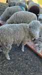 Oaie merinos 1 an jumate