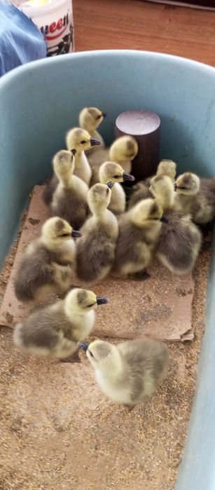 Boboci  gîsca leșeasca Pitești