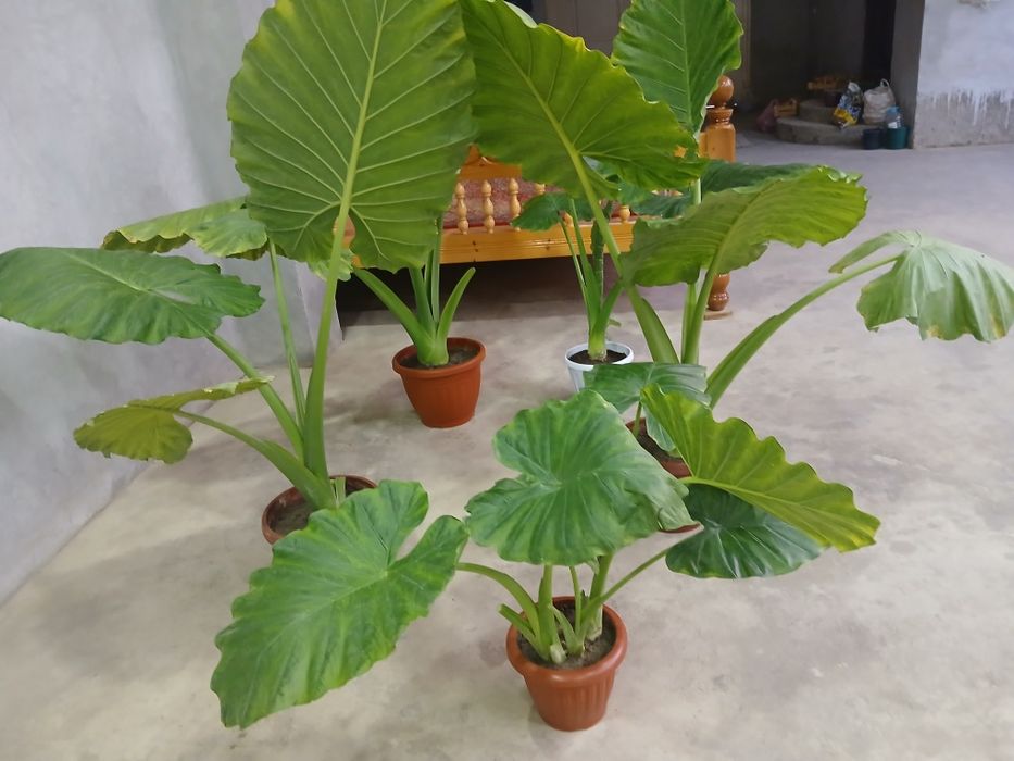 Алоказия крупнокорневишная