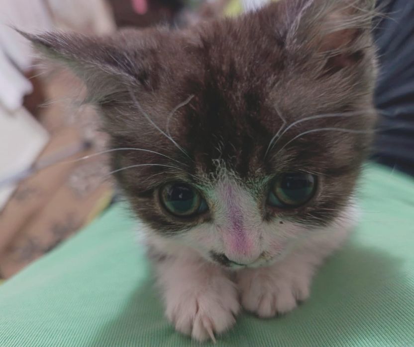 Отдам котёнка девочка