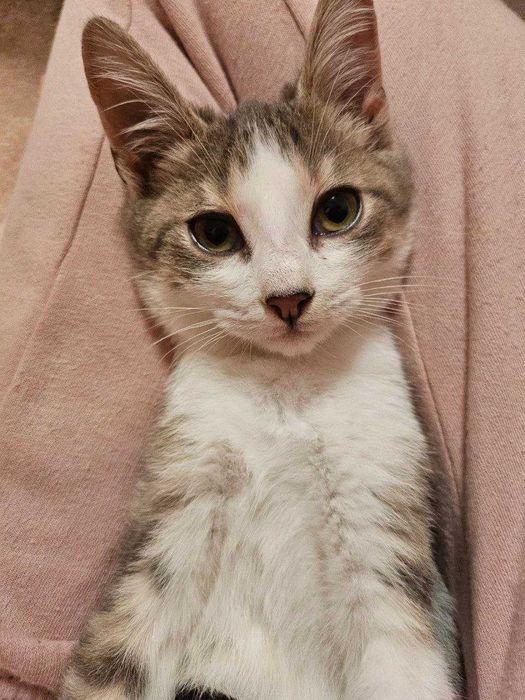 Motanei adorabile, jucausi si gata de o casa iubitoare