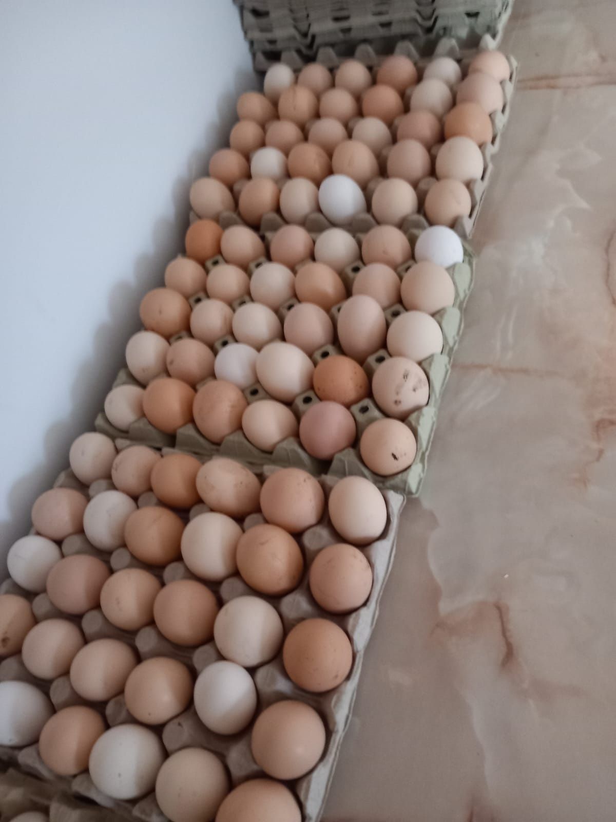 Oua pt consum proaspete găini de casa