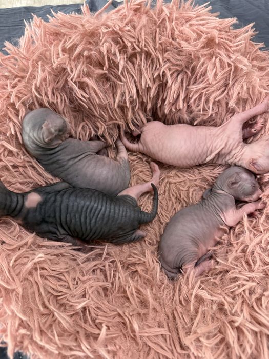 Котята свинкса лысые котята