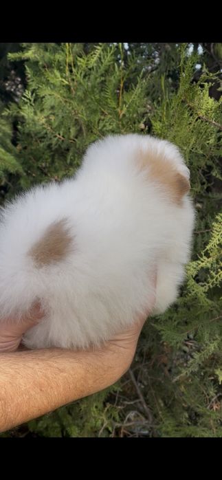 Померан померани