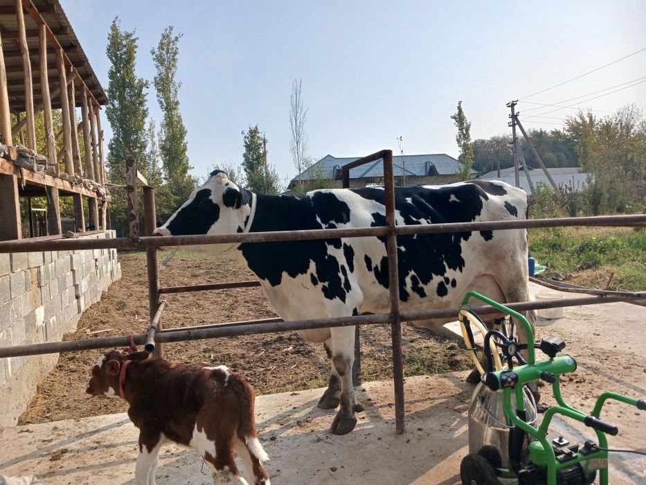 Sigir golishten sotiladi