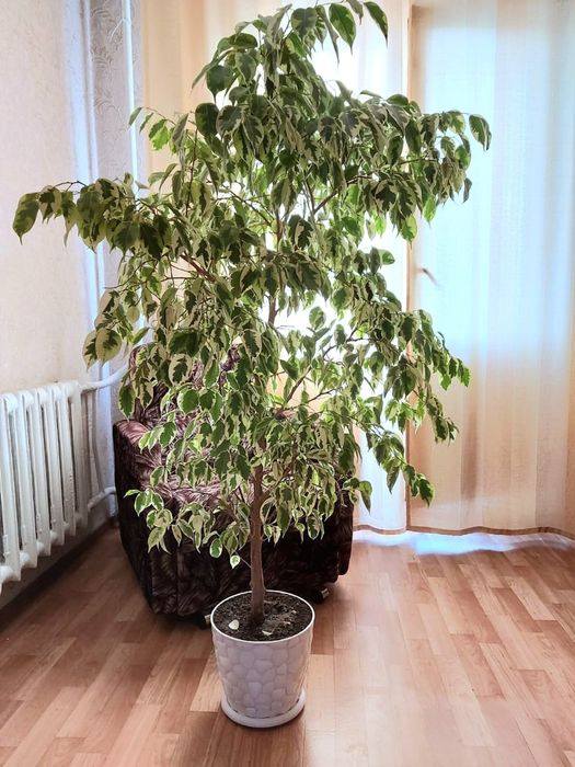 Продам комнатный цветок Бенджамин Golden King высота 1,5 м