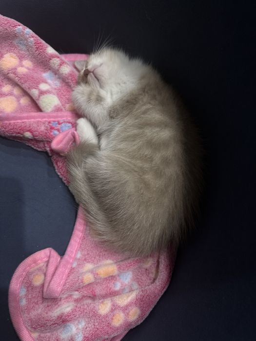 Отдам котенка только в добрые руки