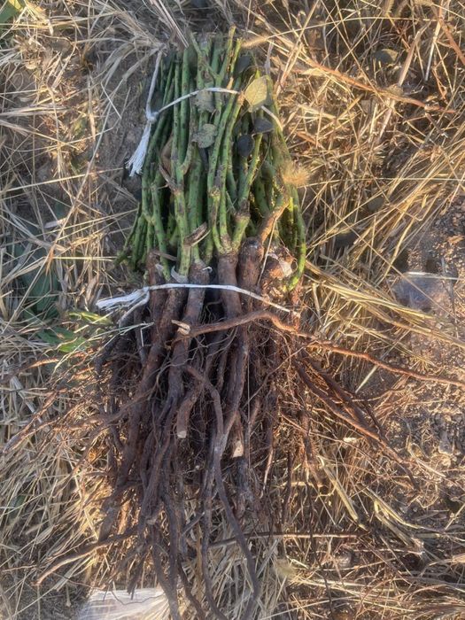 Саженцы розы сортовые на оптом