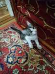 Отдам котят в хорошие руки