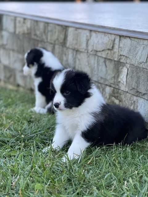 Femela Border Collie din parinti campioni
