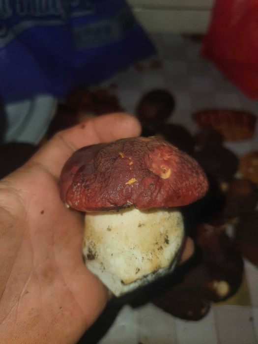 Vand hribi de toamnă