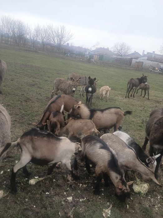Vând turmă capre cu iezi și țap