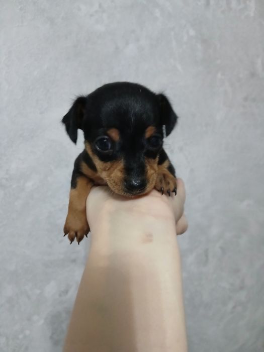 Продается щенок девочка русский той терьер, рождённая 07.11.25г.