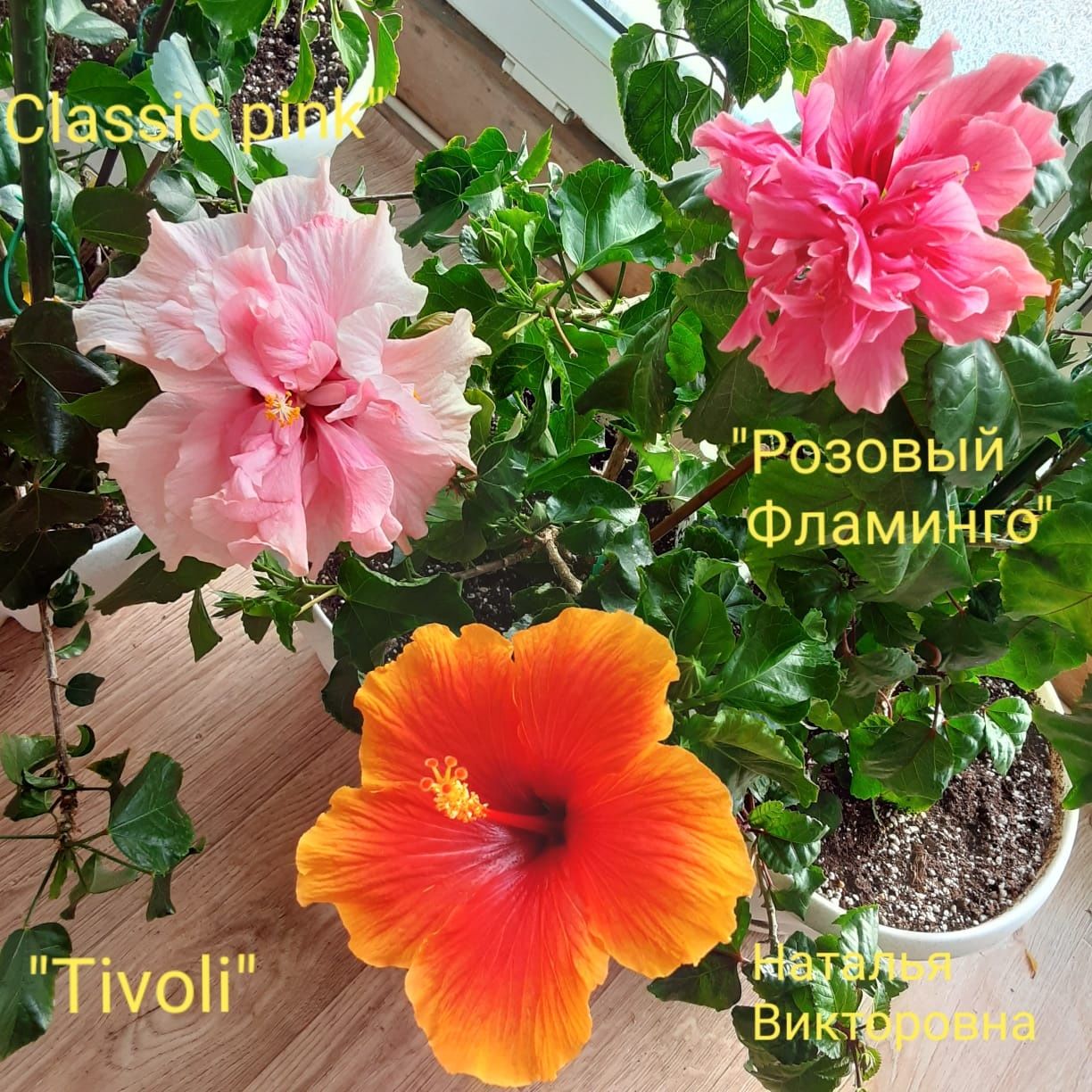 Комнатные цветы Гибискусы сортовые и другие растения