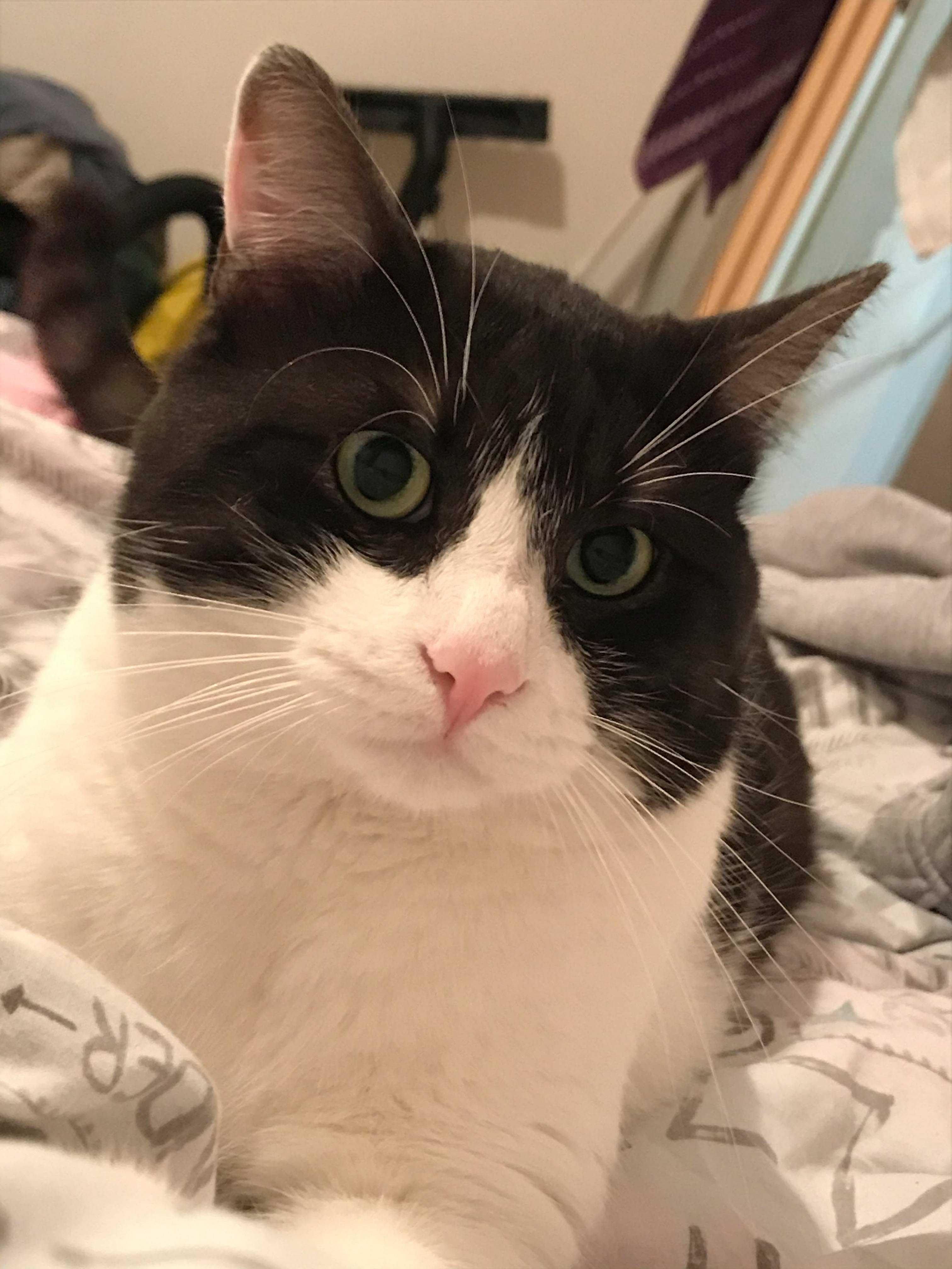 Котки на 7г. и 4г.