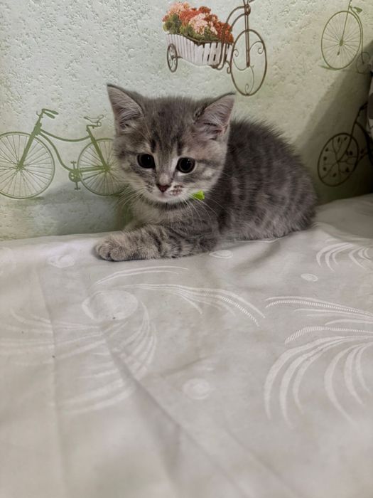 Продается котенок