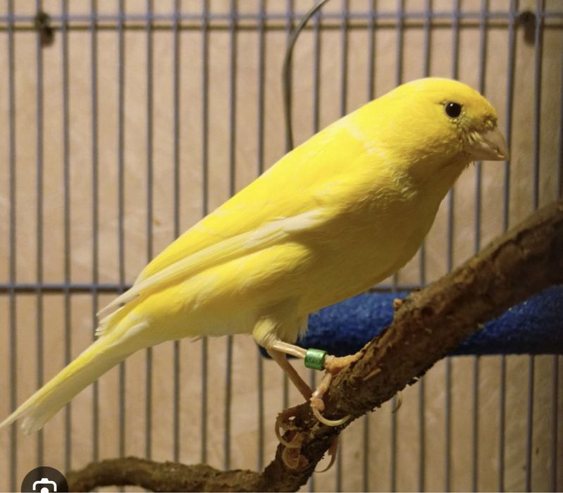 Канарейка дисковый